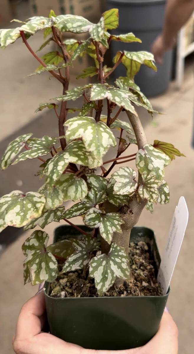 Begonia dregei