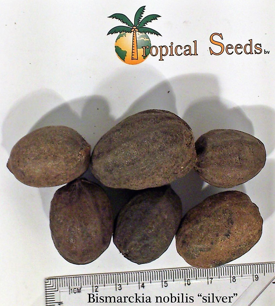 Bismarckia nobilis silver Seeds