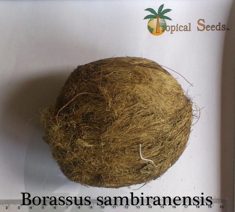 Borassus sambiranensis Seeds
