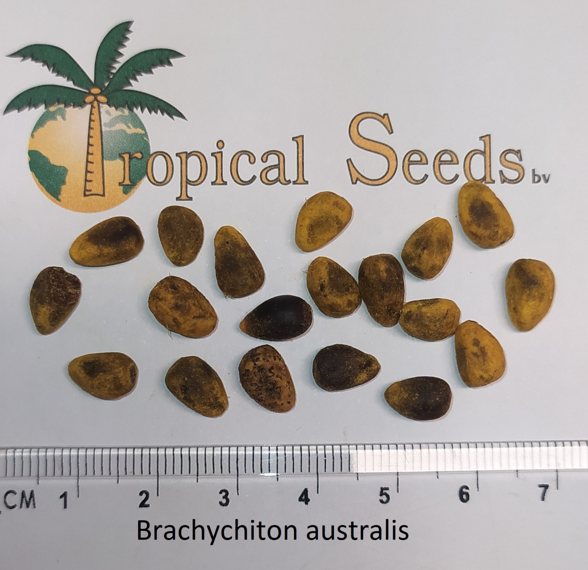 Brachychiton australis Seeds
