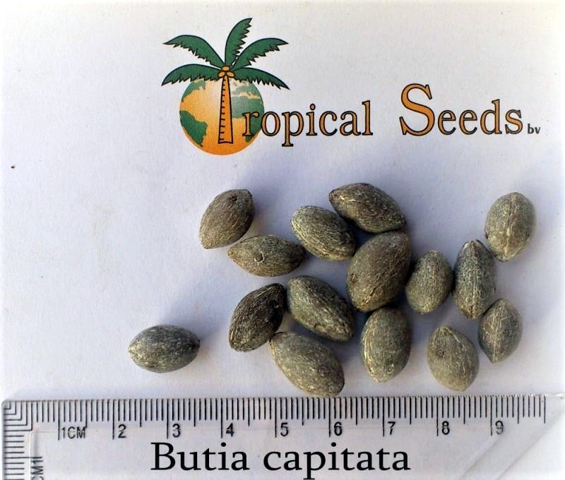 Butia capitata Seeds