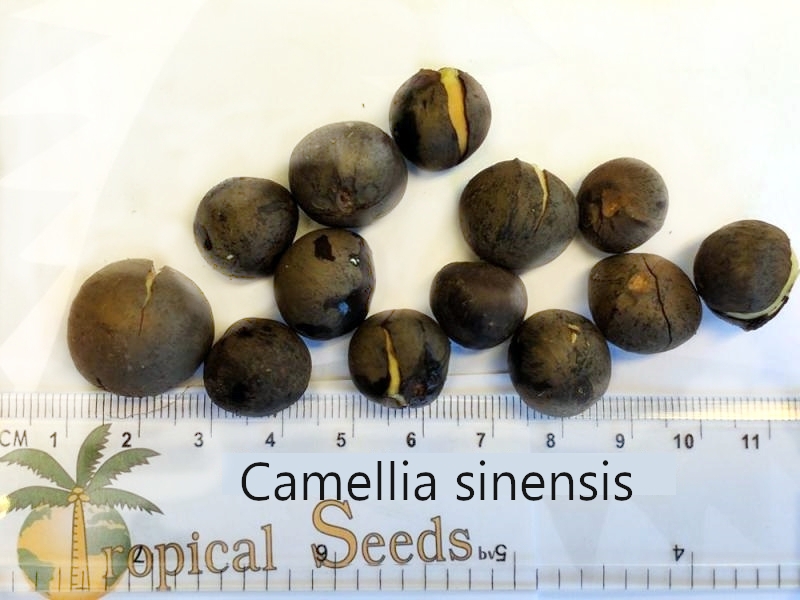 Camellia sinensis 种子