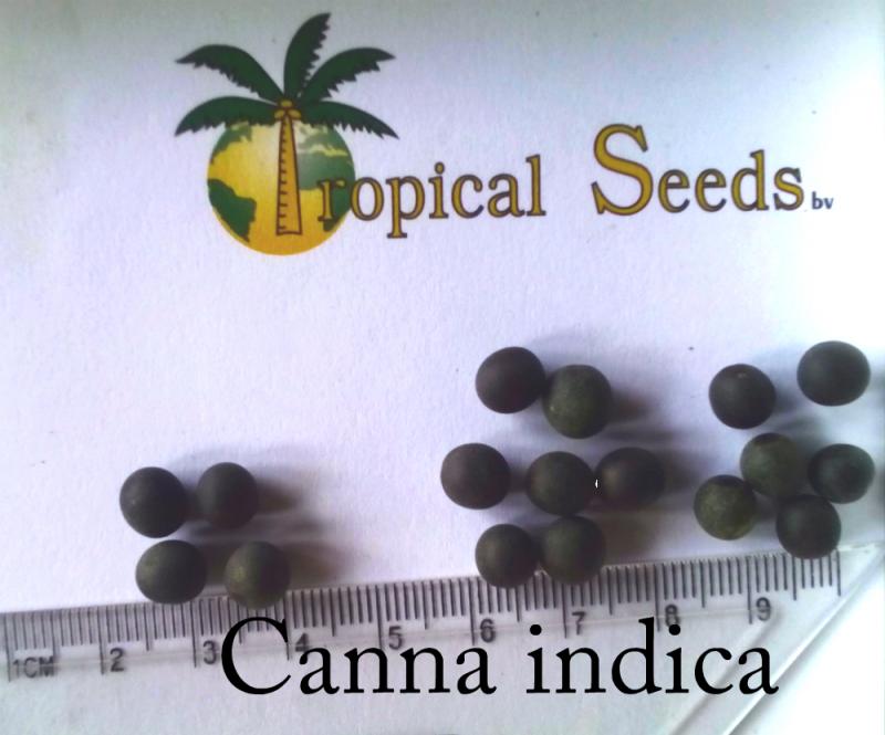 Canna indica Seeds