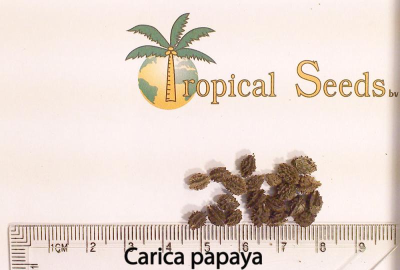Carica papaya 种子