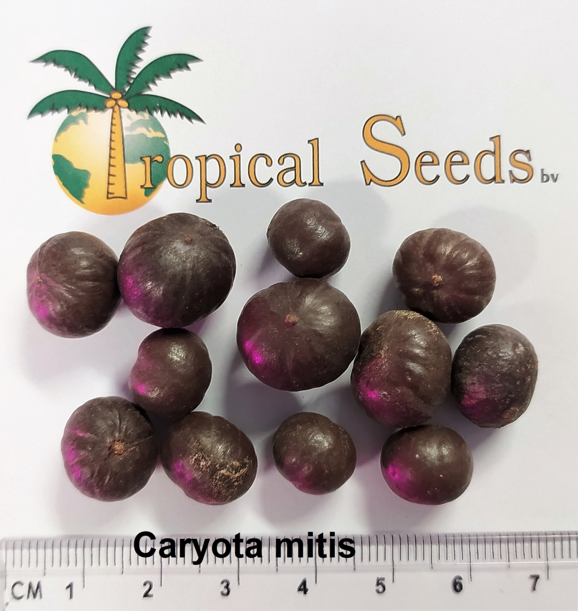 Caryota mitis Seeds