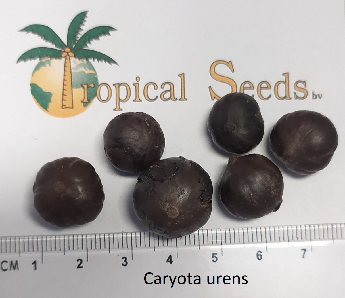 Caryota urens 种子