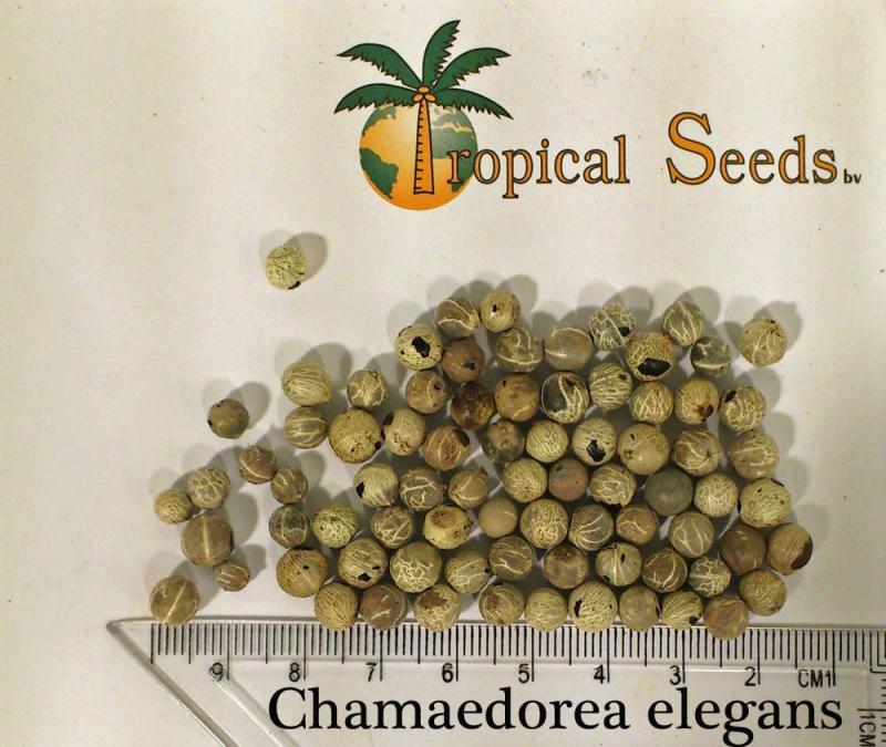 Chamaedorea elegans 种子