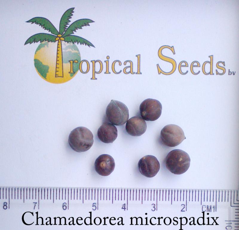 Chamaedorea microspadix Seeds