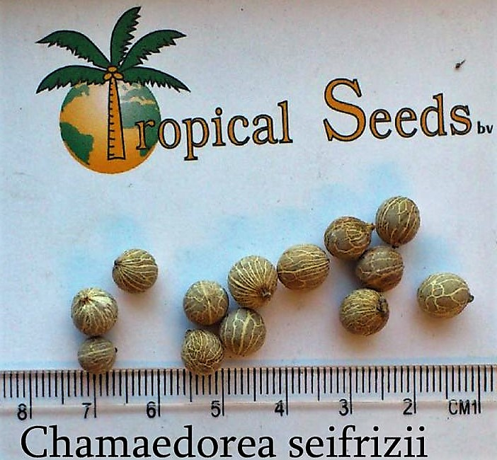 Chamaedorea seifrizii Seeds