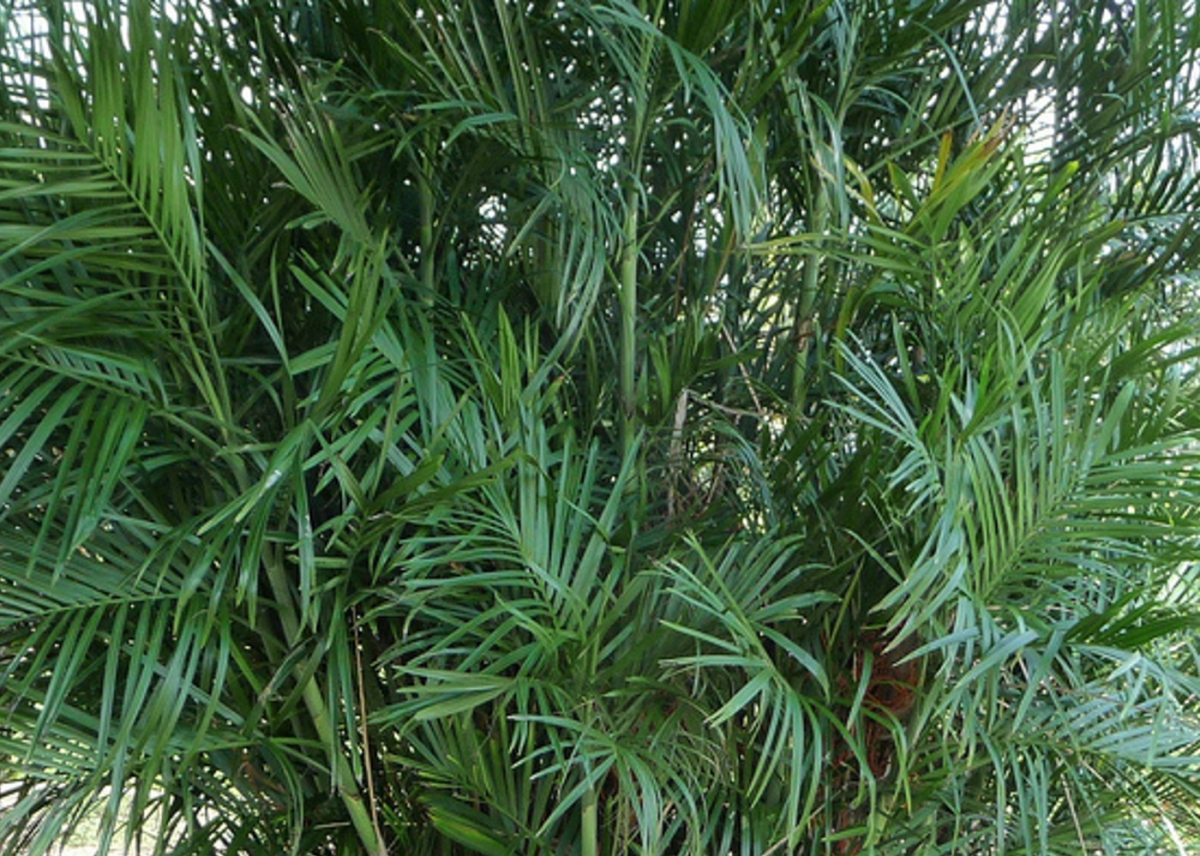 Chamaedorea Seifrizii Palme Bambou Palme bergpalme 10 Palmiers Graines Seeds