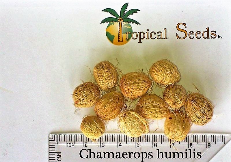 Chamaerops humilis 种子