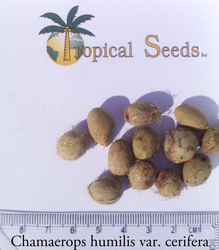 Chamaerops humilis var. cerifera Seeds