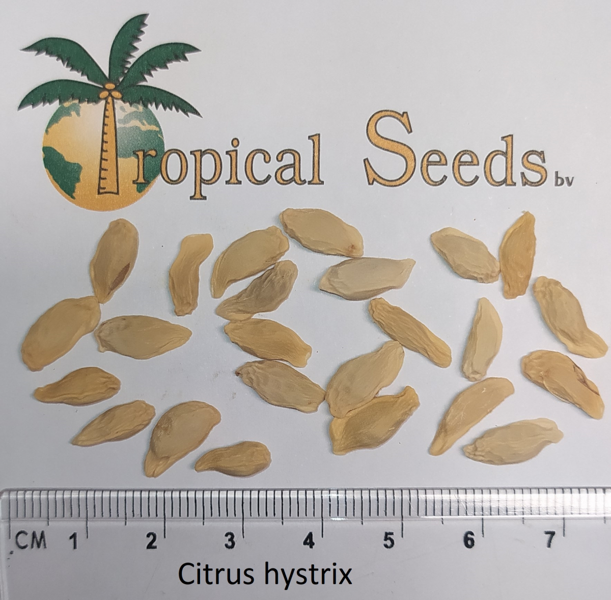 Citrus hystrix 种子