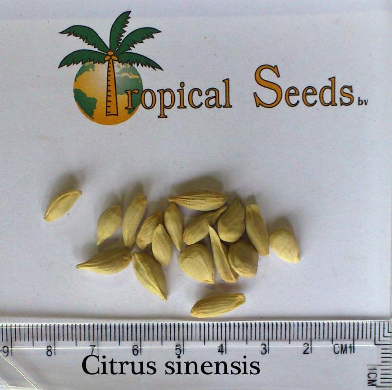 Citrus sinensis Seeds