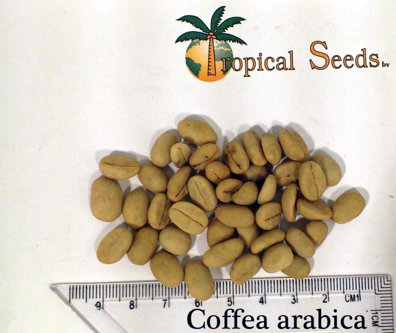 Coffea arabica 种子