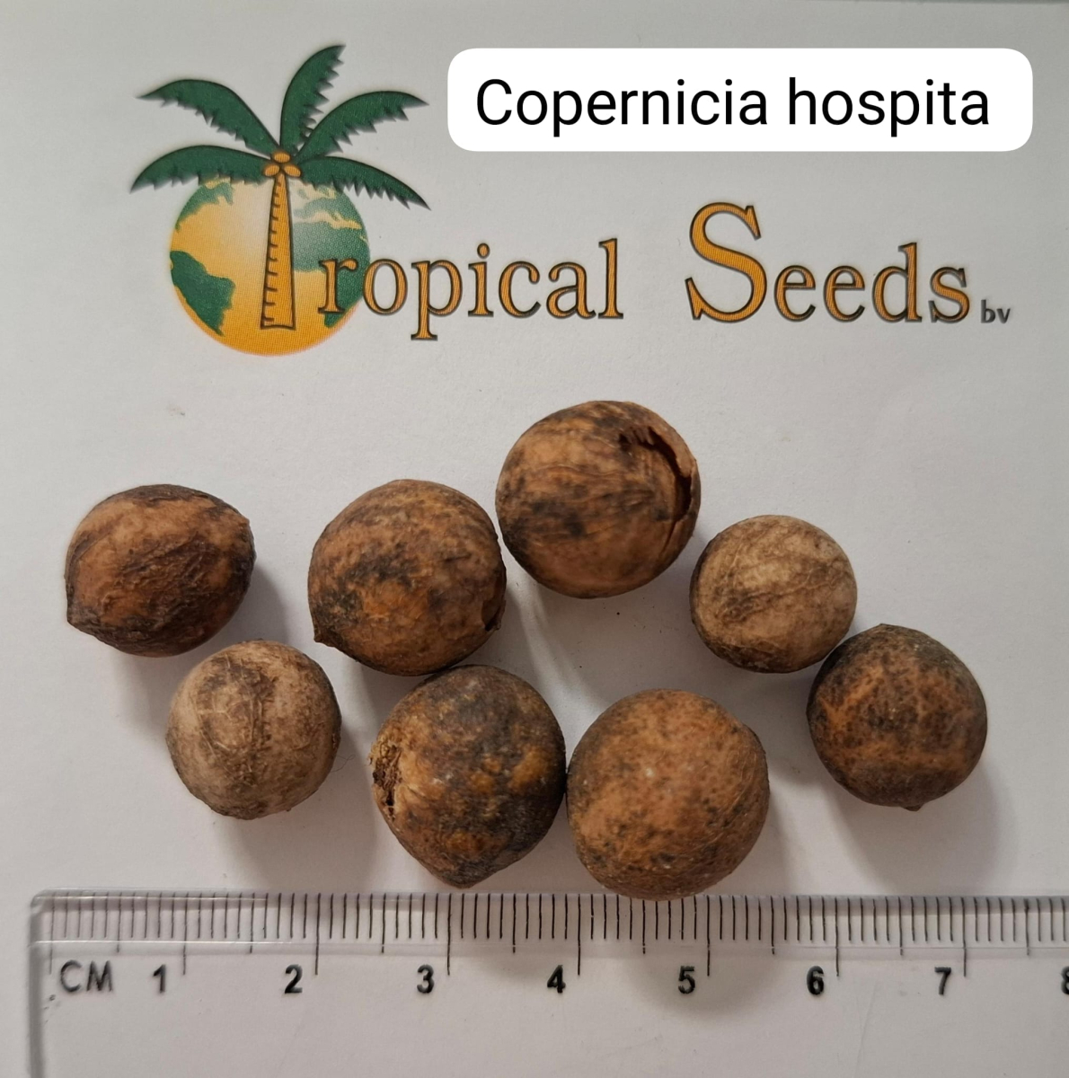 Copernicia hospita