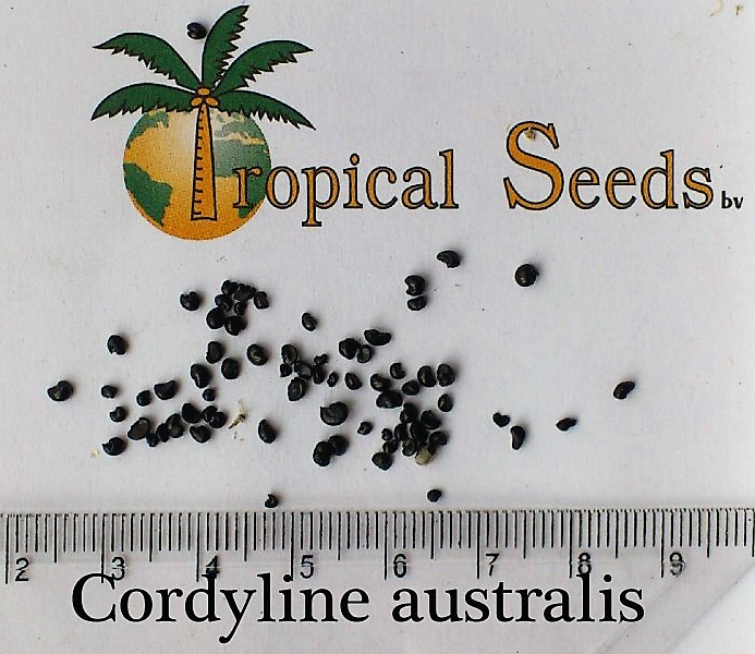 Cordyline australis 种子