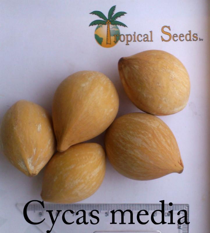 Cycas media Seeds