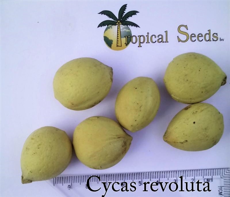 Cycas revoluta Seeds