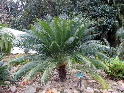 Cycas rumphii