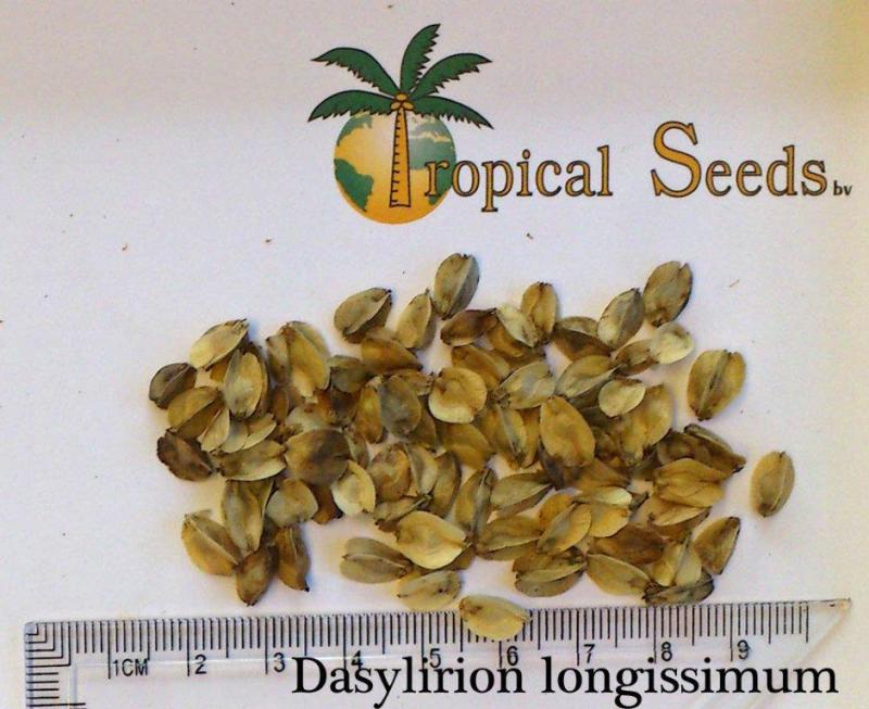 Dasylirion longissimum Seeds