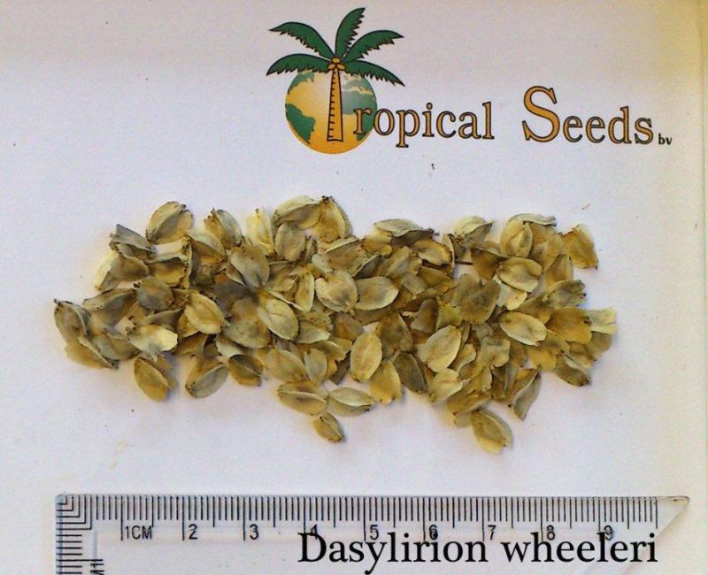 Dasylirion wheeleri Seeds
