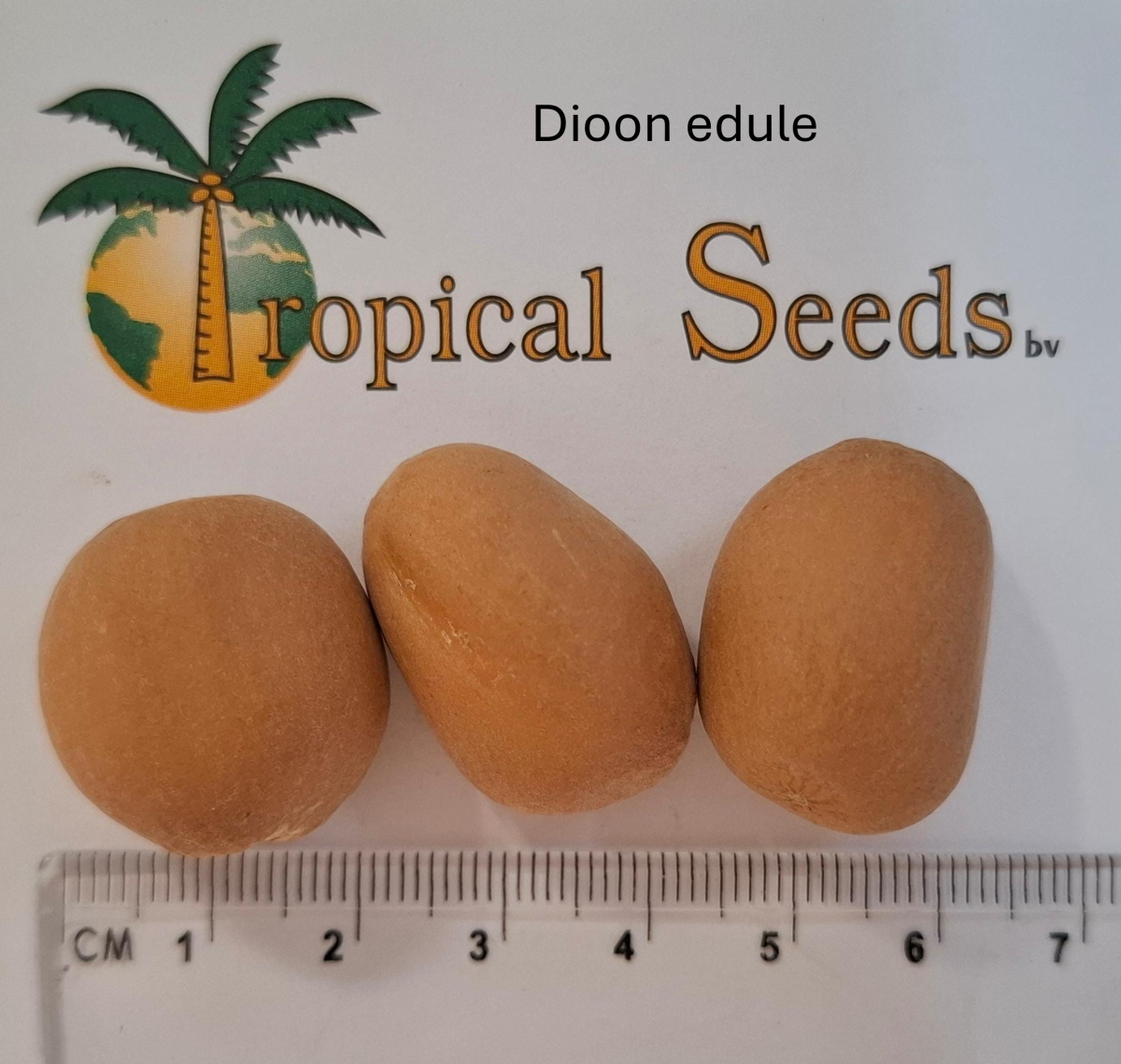 Dioon edule