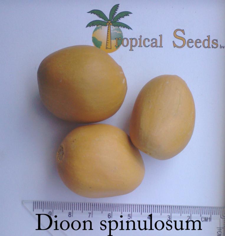Dioon spinulosum 种子