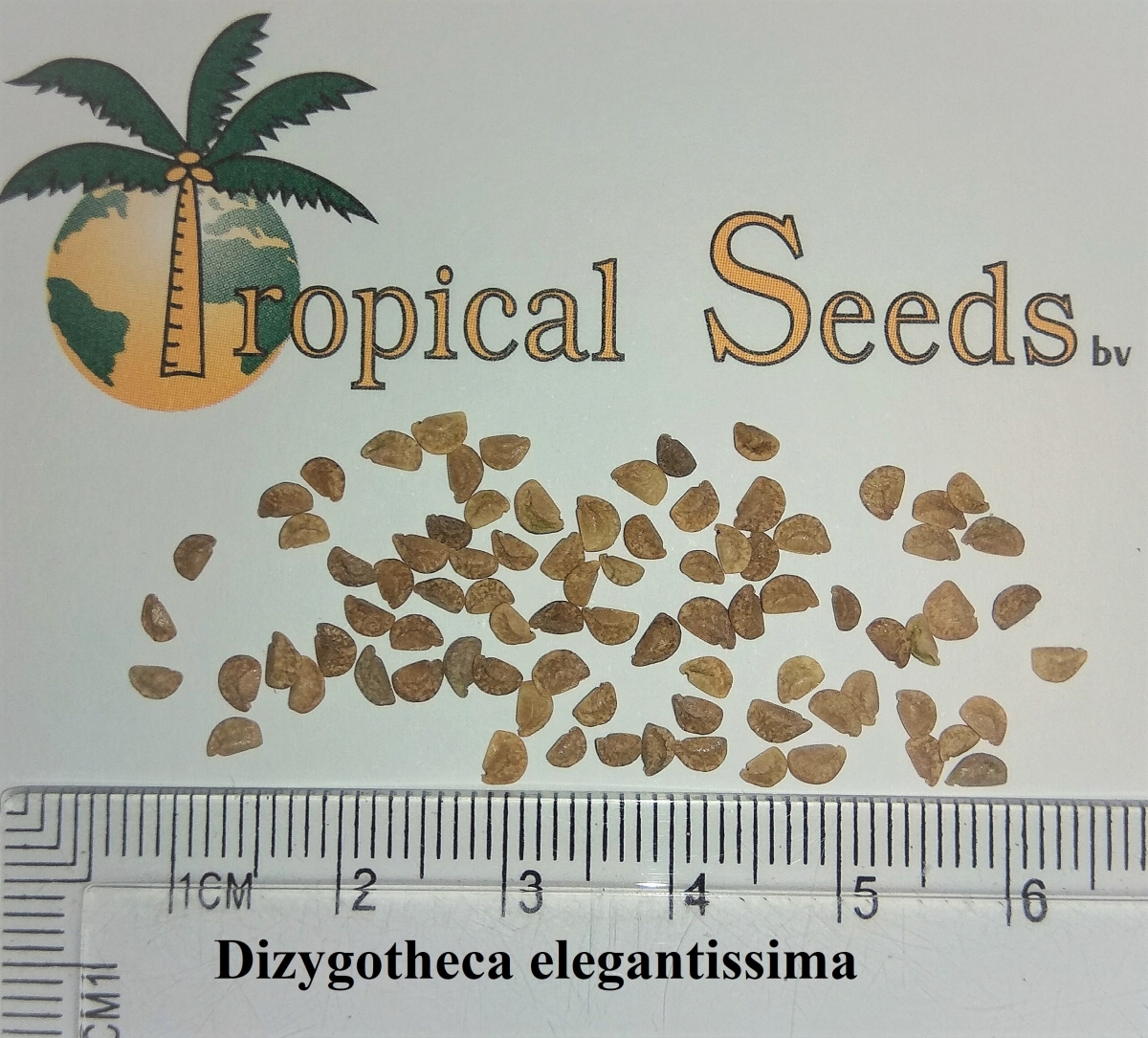 Dizygotheca elegantissima Seeds