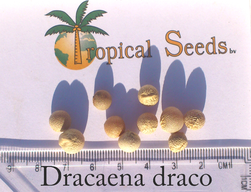 Dracaena draco Seeds
