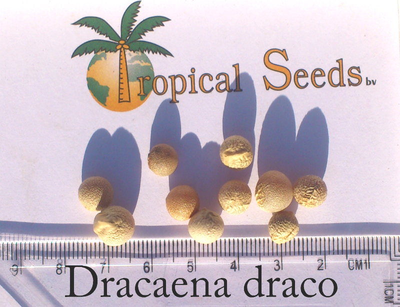 Dracaena draco 种子