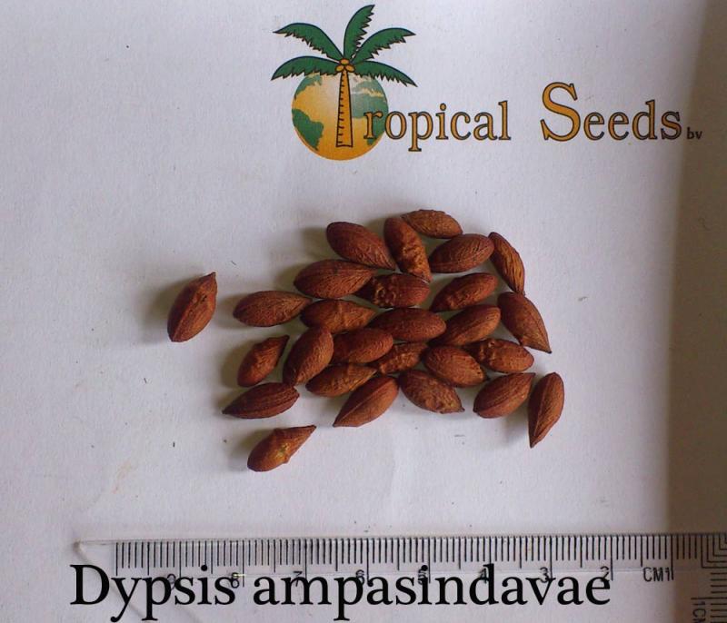 Dypsis ampasindava Seeds