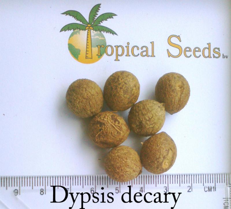 Dypsis decary 种子