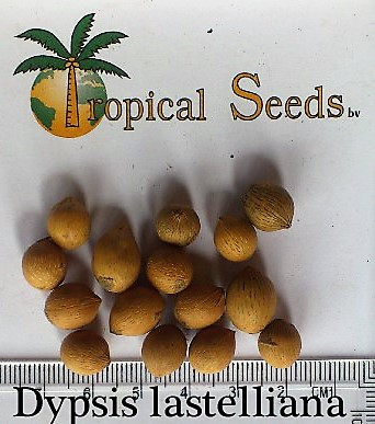 Dypsis lastelliana Seeds