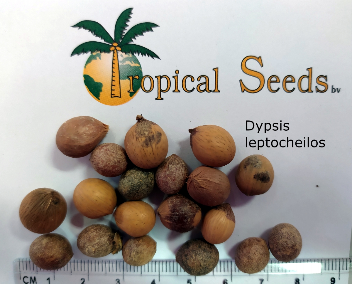 Dypsis leptocheilos Seeds