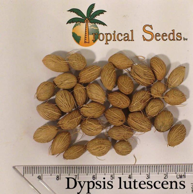 Dypsis lutescens 种子