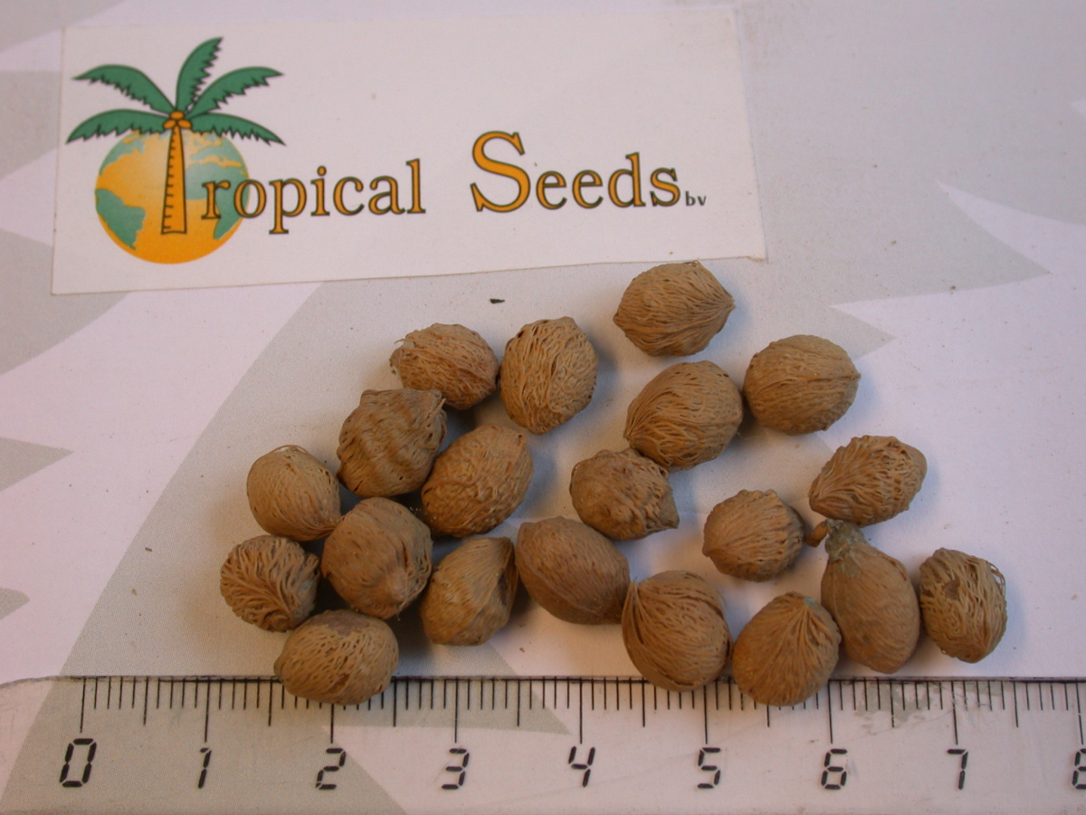 Dypsis madagascariensis Seeds