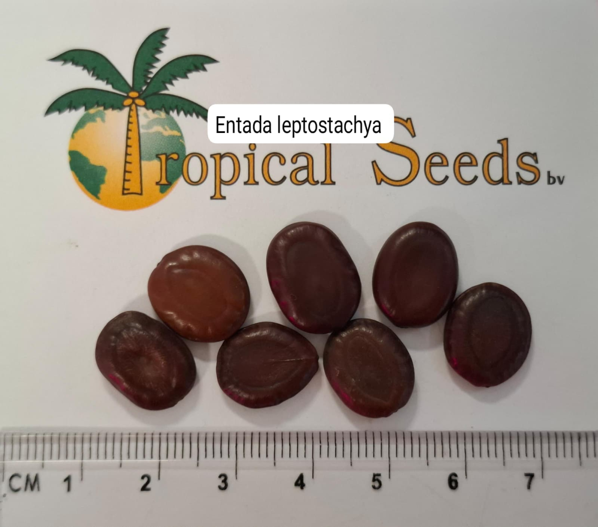 Entada leptostachya