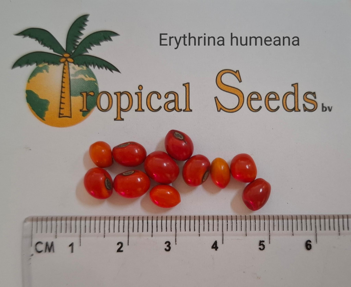 Erythrina humeana 
