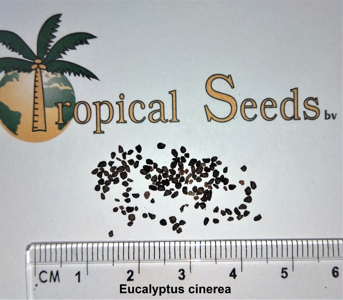 Eucalyptus cinerea Seeds