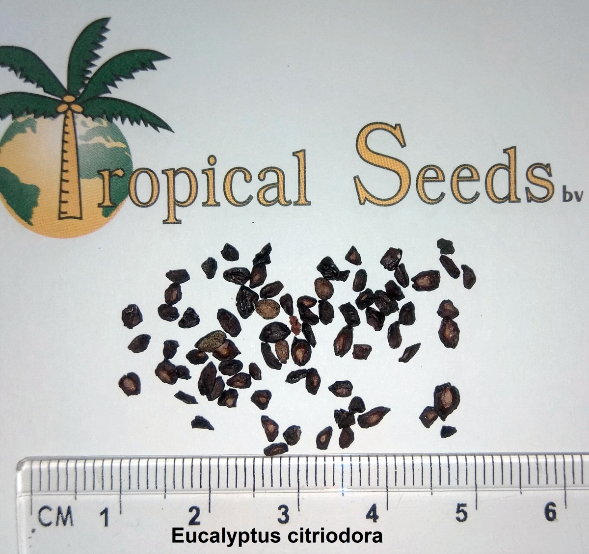 Eucalyptus citriodora Seeds