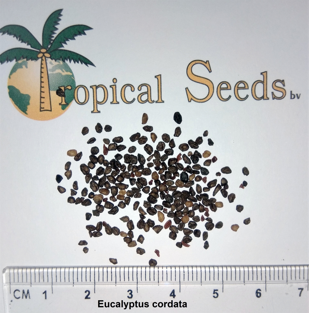 Eucalyptus cordata Seeds