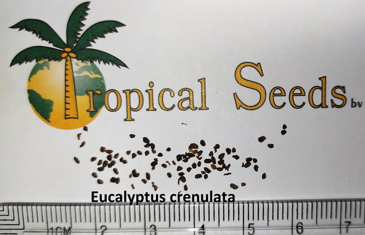 Eucalyptus crenulata Seeds