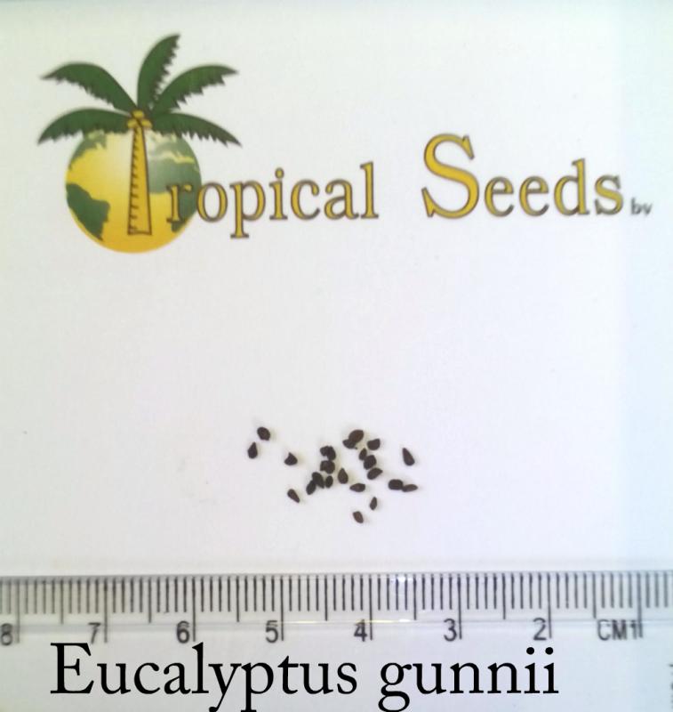 Eucalyptus gunnii Seeds