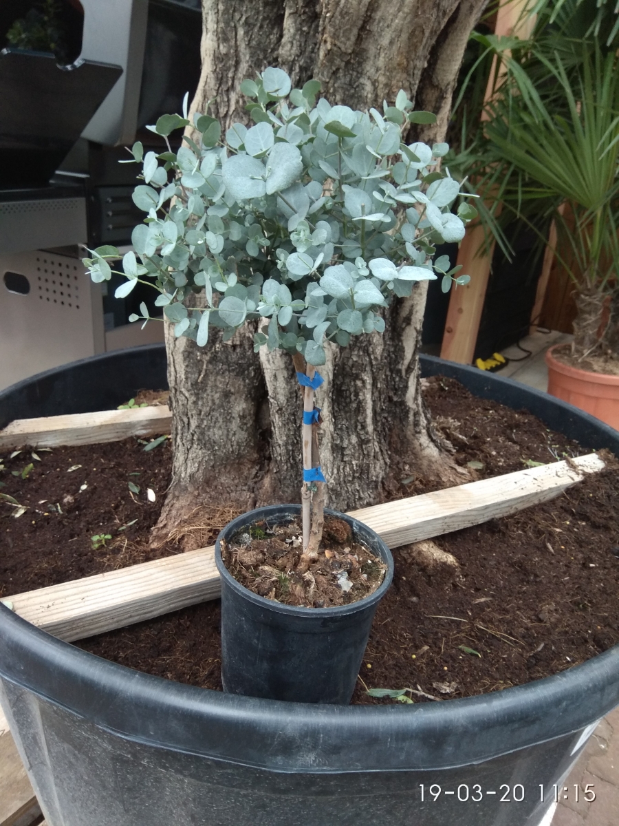Most gomma di Eucalipto Eucalyptus gunnii pianta 15-20cm eucalipto Cider Gum 