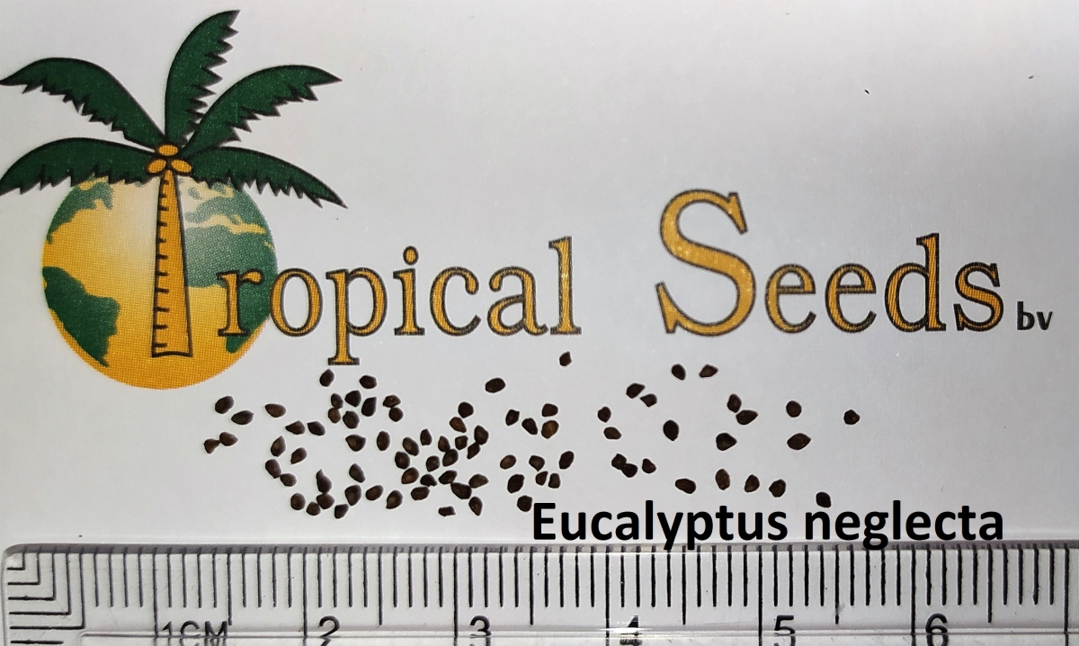 Eucalyptus neglecta Seeds