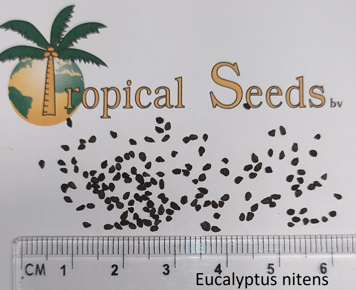 Eucalyptus nitens Seeds