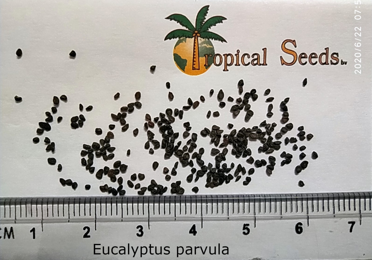 Eucalyptus parvula Seeds