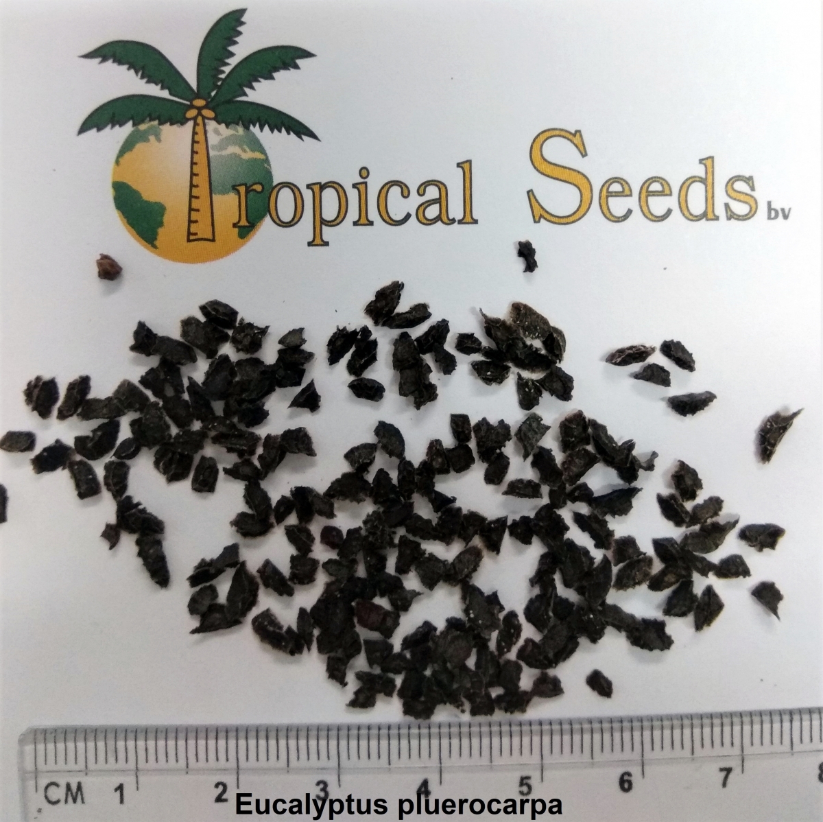 Eucalyptus pleurocarpa Seeds