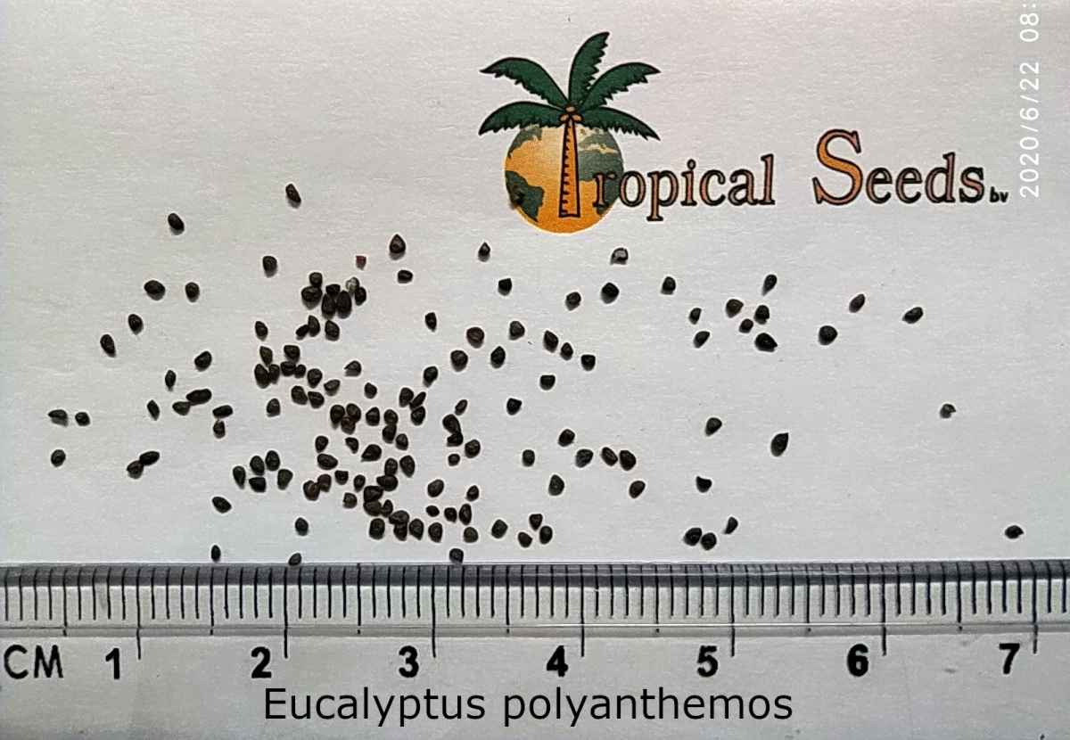 Eucalyptus polyanthemos 种子